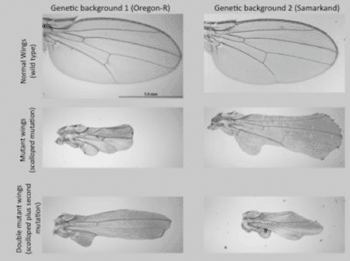Image: By focusing on fruit fly wings and a genetic mutation that alters them, Michigan State University researchers demonstrated the influence of wild type genetic background was actually quite common  (Photo courtesy of Michigan State University).